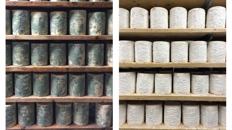 fungal-evolution-in-cheese-insights-into-food-health-and-flavor