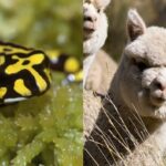 gene-editing-in-wildlife-a-conservation-revolution-or-risk-1-1