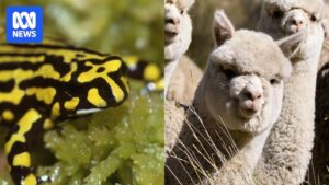 gene-editing-in-wildlife-a-conservation-revolution-or-risk-1-1