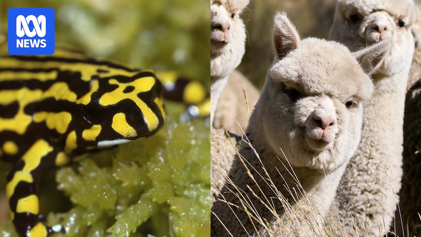 gene-editing-in-wildlife-a-conservation-revolution-or-risk-1-1