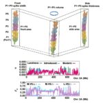 genetic-breakthrough-in-wheat-spike-morphology-enhances-crop-yields