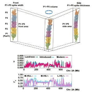 genetic-breakthrough-in-wheat-spike-morphology-enhances-crop-yields