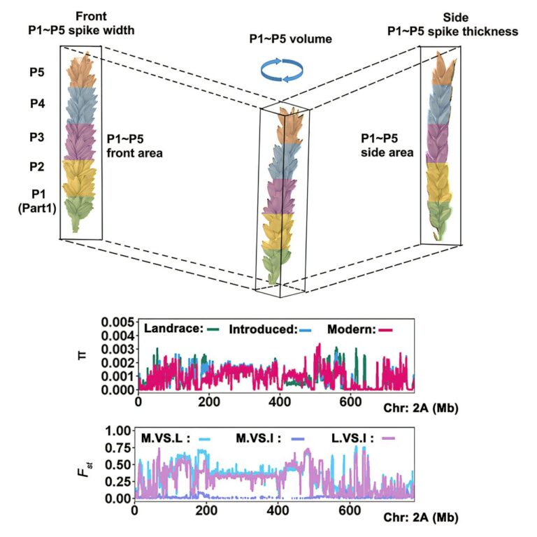 genetic-breakthrough-in-wheat-spike-morphology-enhances-crop-yields