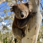 genetic-challenges-threaten-koala-conservation-success-on-kangaroo-island