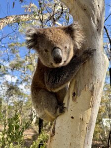 genetic-challenges-threaten-koala-conservation-success-on-kangaroo-island
