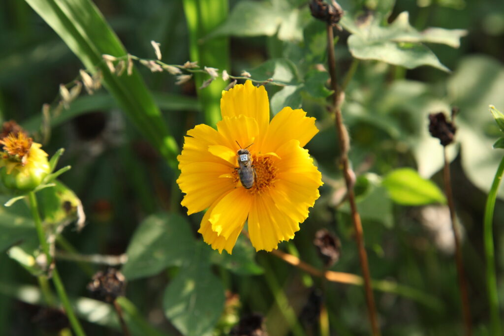 genetic-links-between-bees-and-humans-reveal-ancient-social-behaviors
