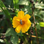 genetic-links-between-bees-and-humans-reveal-ancient-social-behaviors