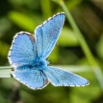 global-effort-to-genetically-map-all-eukaryotes-gains-momentum