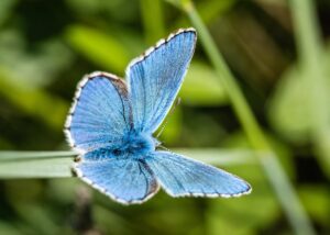 global-effort-to-genetically-map-all-eukaryotes-gains-momentum