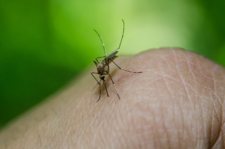 global-fund-warns-of-rising-malaria-deaths-amid-foreign-aid-cuts