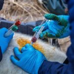 gray-seals-surprising-flu-resistance-puzzles-scientists