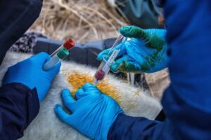 gray-seals-surprising-flu-resistance-puzzles-scientists