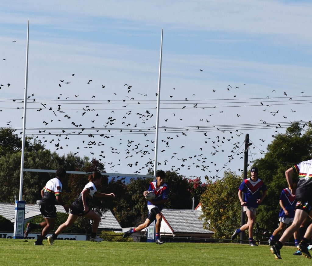 health-authorities-warn-of-increased-bat-activity-with-warmer-weather