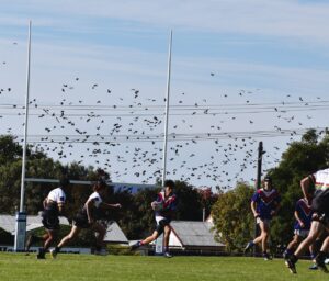 health-authorities-warn-of-increased-bat-activity-with-warmer-weather