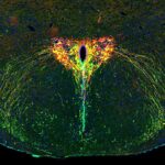 how-parental-separation-influences-brain-development-new-insights-from-oxytocin-research