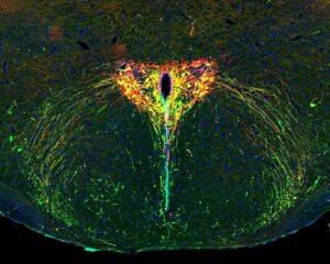 how-parental-separation-influences-brain-development-new-insights-from-oxytocin-research