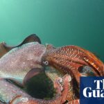 innovative-bubble-curtain-shields-giant-cuttlefish-from-algal-bloom-threat