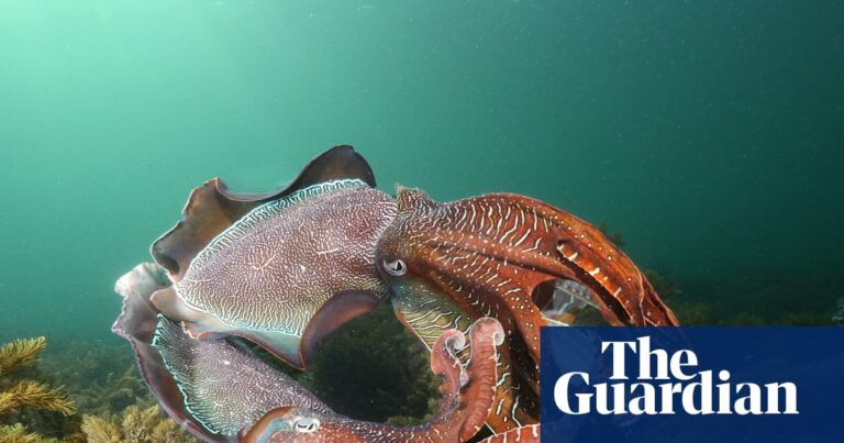 innovative-bubble-curtain-shields-giant-cuttlefish-from-algal-bloom-threat