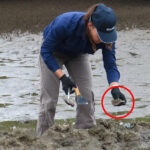 invasive-oyster-threatens-queensland-waters-public-urged-to-act