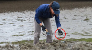invasive-oyster-threatens-queensland-waters-public-urged-to-act