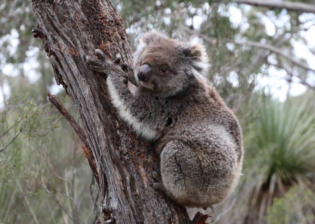 kangaroo-island-koalas-face-genetic-challenges-despite-population-boom