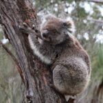 kangaroo-island-koalas-face-genetic-challenges-despite-population-boom