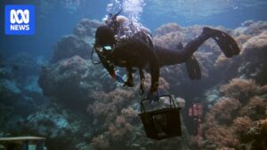 major-coral-relocation-as-great-barrier-reef-aquarium-undergoes-transformation