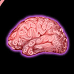 maternal-microbes-and-their-role-in-brain-development-a-new-perspective
