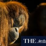 melbourne-museum-revives-iconic-orangutan-in-new-exhibit