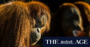 melbourne-museum-revives-iconic-orangutan-in-new-exhibit