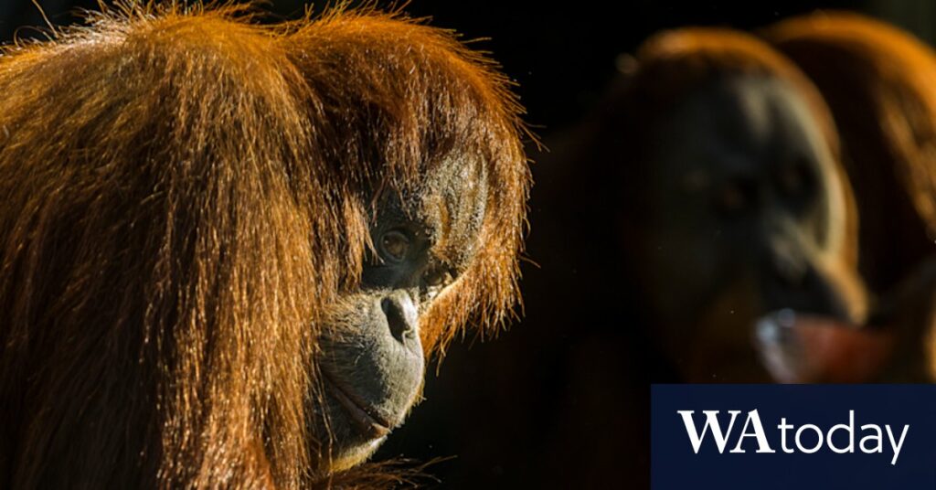 melbourne-s-iconic-orangutan-lives-on-science-and-legacy