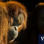 melbourne-s-iconic-orangutan-lives-on-science-and-legacy