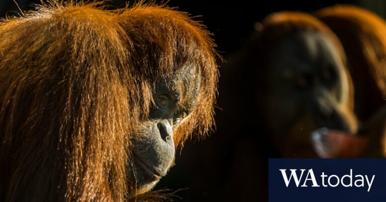 melbourne-s-iconic-orangutan-lives-on-science-and-legacy