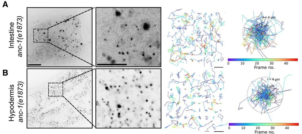 microscopic-worms-unveil-the-complex-world-of-cellular-crowding