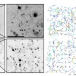 microscopic-worms-unveil-the-complex-world-of-cellular-crowding
