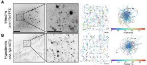 microscopic-worms-unveil-the-complex-world-of-cellular-crowding