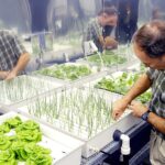 nasa-invites-public-to-shape-space-diets-through-lettuce-trials