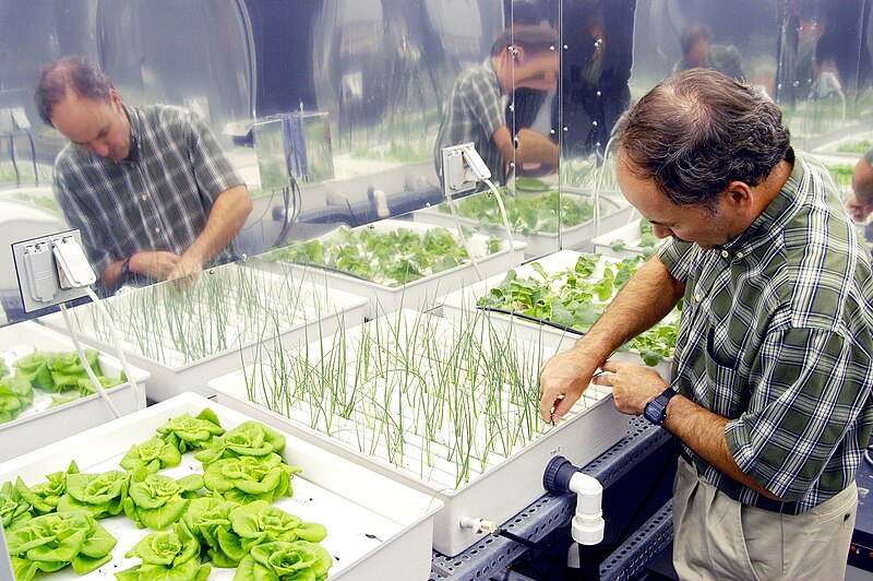 nasa-invites-public-to-shape-space-diets-through-lettuce-trials