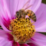 new-honey-bee-parasite-threatens-global-agriculture-and-beekeeping