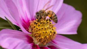 new-honey-bee-parasite-threatens-global-agriculture-and-beekeeping