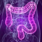 new-study-reveals-unequal-digestion-of-dietary-proteins-in-the-gut