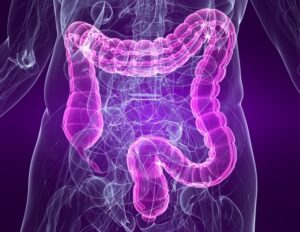 new-study-reveals-unequal-digestion-of-dietary-proteins-in-the-gut