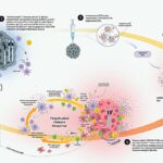 new-study-unveils-genetic-causes-of-cancer-therapy-resistance-paves-way-for-vaccine