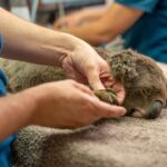 new-vaccine-offers-hope-for-australia-s-endangered-koalas
