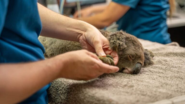new-vaccine-offers-hope-for-australia-s-endangered-koalas