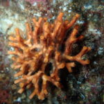 ocean-acidification-and-warming-threaten-mediterranean-bryozoans