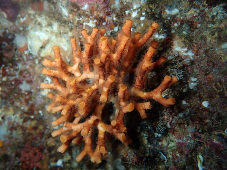 ocean-acidification-and-warming-threaten-mediterranean-bryozoans