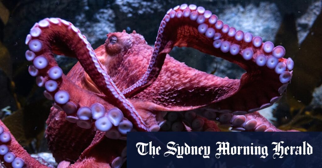 octopuses-show-unique-arm-usage-patterns-in-new-study