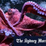octopuses-show-unique-arm-usage-patterns-in-new-study