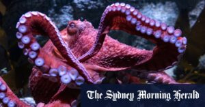 octopuses-show-unique-arm-usage-patterns-in-new-study